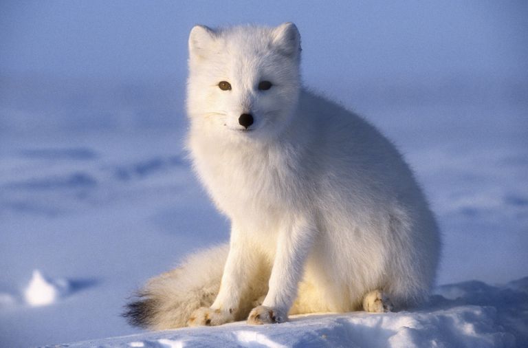 amazing colour changing animals on the earth
