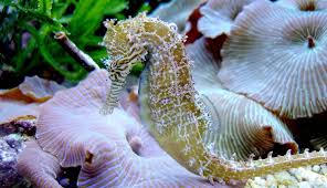 seahorses are colour changing animals
