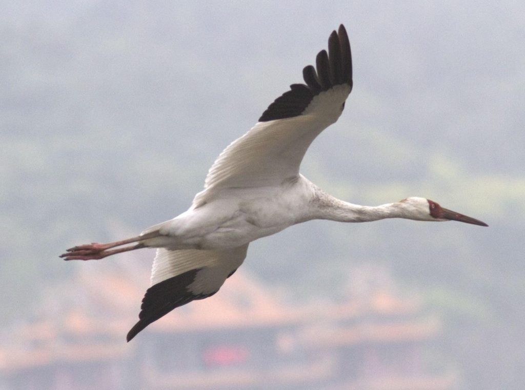 most critically endangered birds of our country