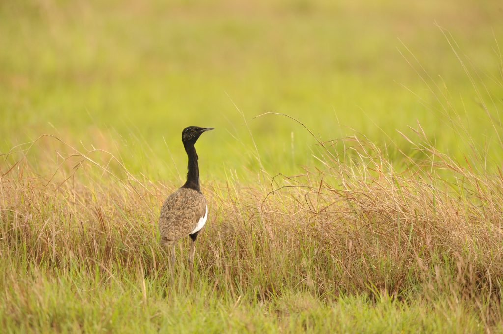 most critically endangered birds of our country