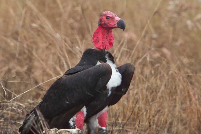 most critically endangered birds of our country