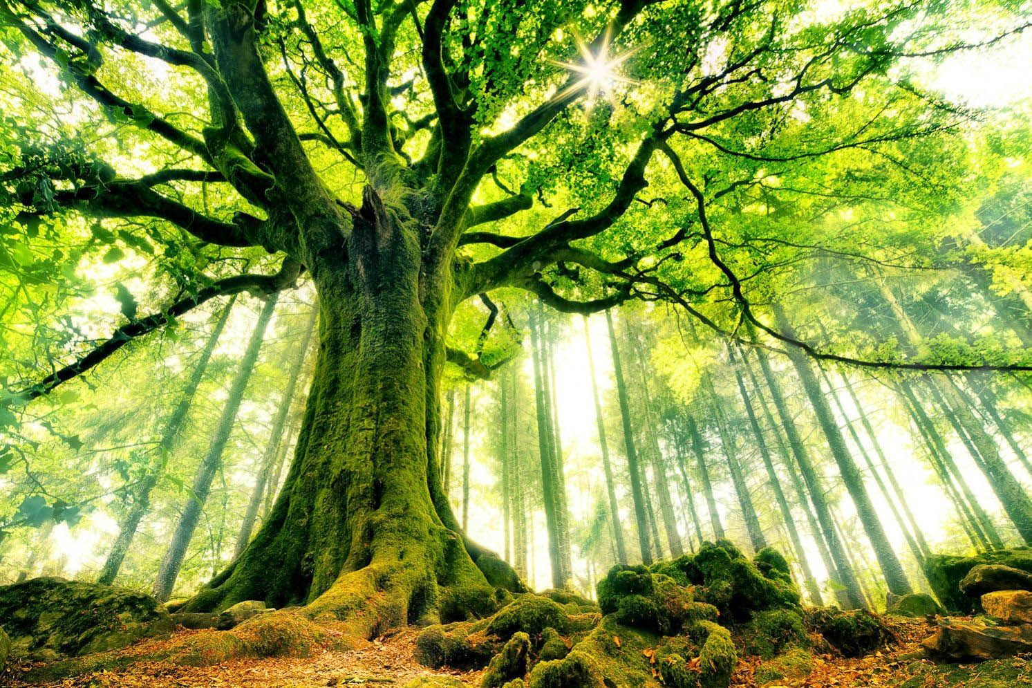 Earth is greener than it was 2 decades it was ago because of India
