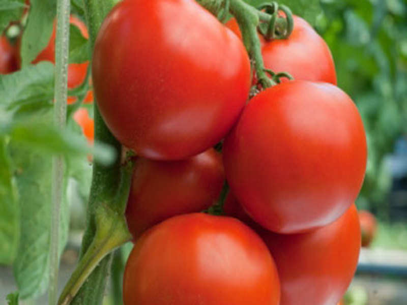 रोजाना टमाटर खाने के क्या फायदे होते हैं? ज़रूर पढ़ें
