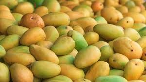 फलो के राजा आम