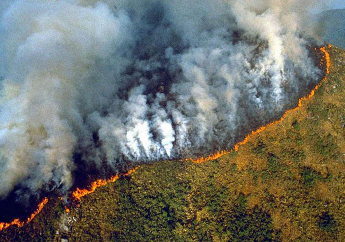 Facts about the Amazon Rainforest Fire which no media will tell you